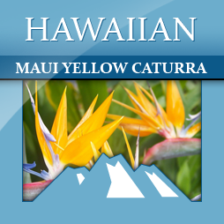 Hawaiian Maui Yellow Caturra